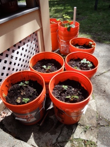 Last year's strawberry buckets, which somehow survived the winter...
