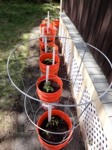 Five tomatoes, two bell peppers, one strawberry plant