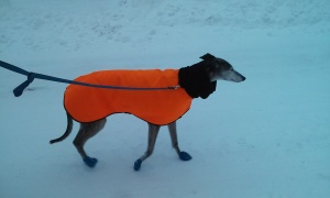 snowdog2