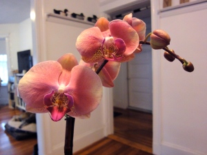 New orchid, January 12, 2015